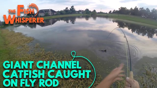 Giant Channel Catfish Caught on a Fly...