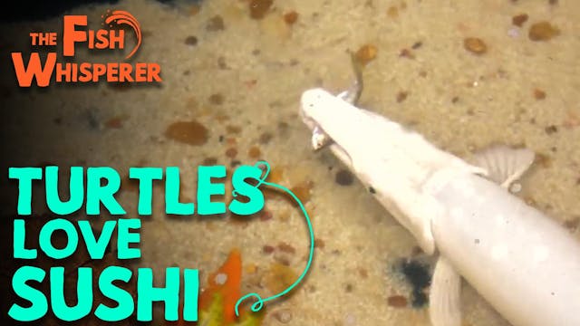 Turtles Love Sushi!