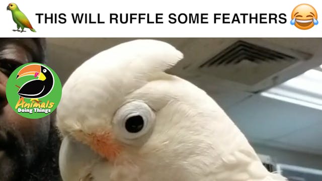 Animals Doing Things | Ruffle Feathers 