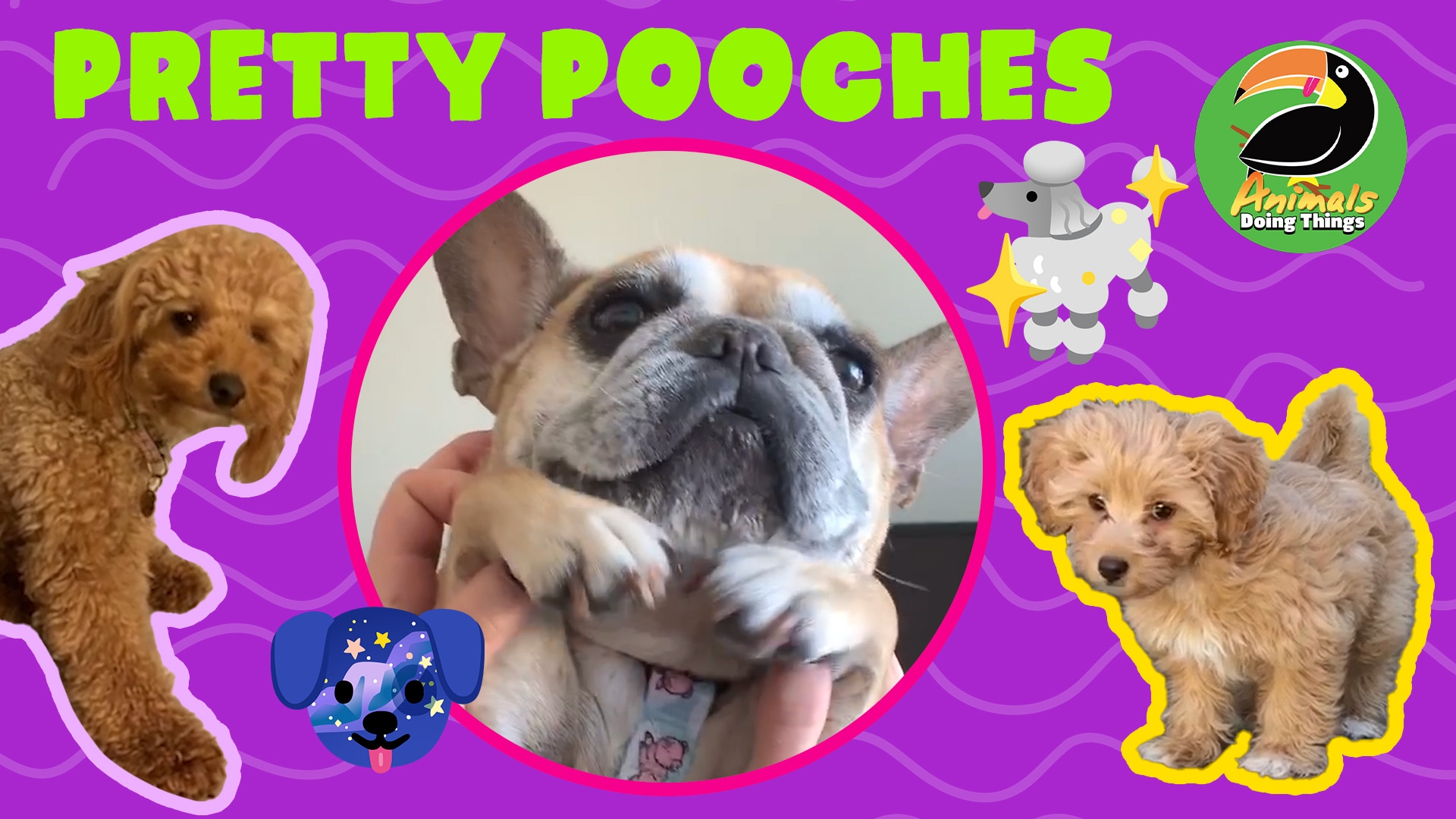 Animals Doing Things | Pretty Pooches