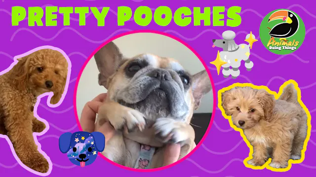 Animals Doing Things | Pretty Pooches