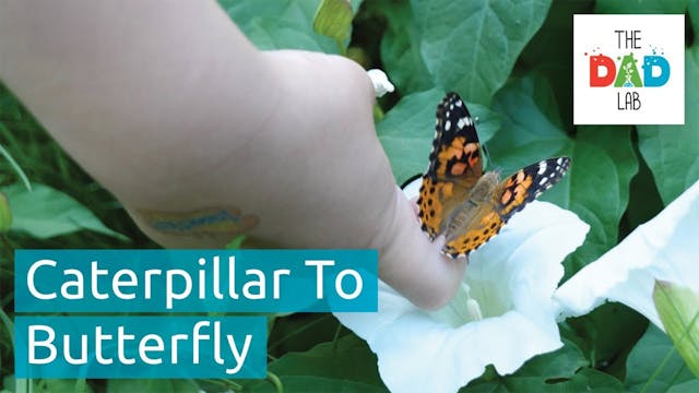 How to Grow Butterflies