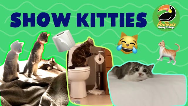 Animals Doing Things | Show Kitties 
