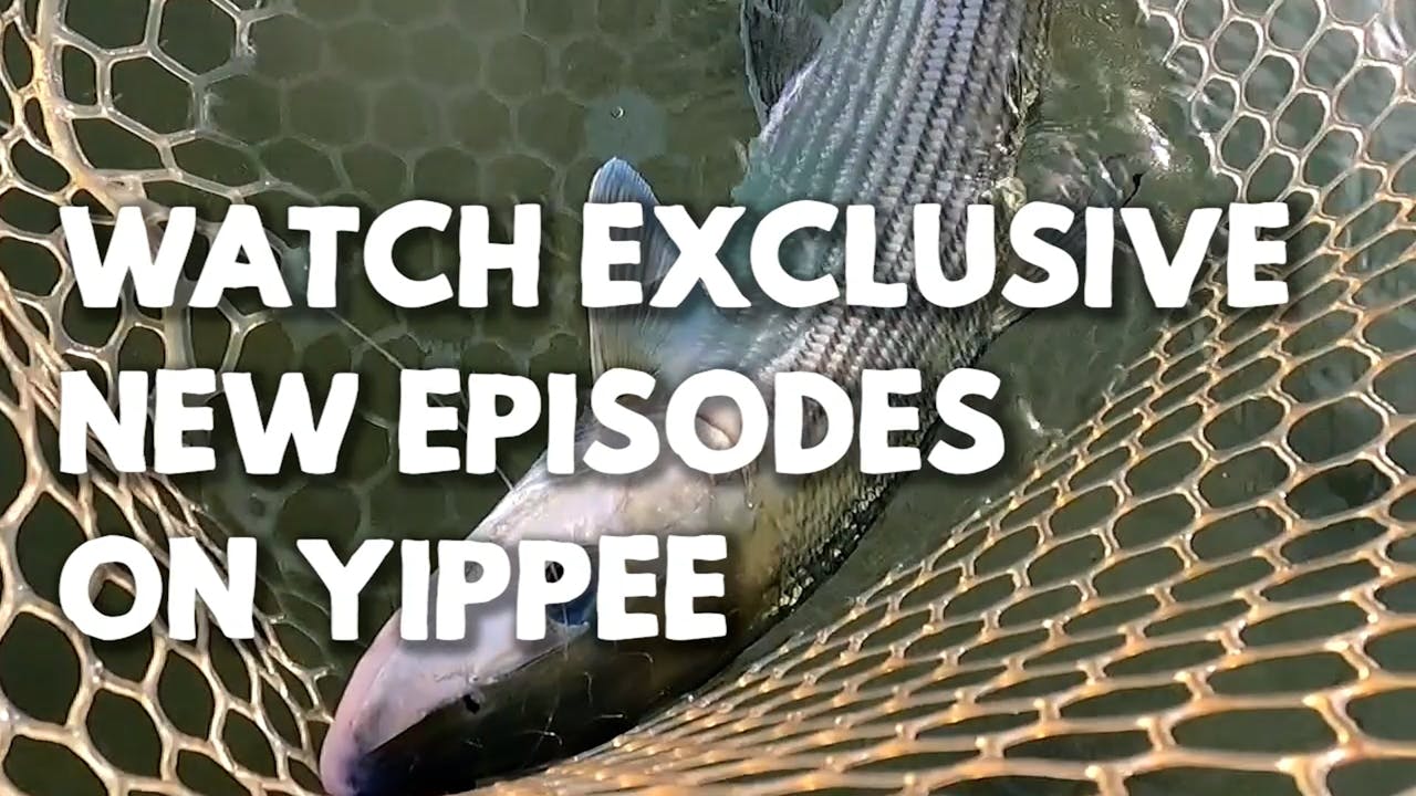 Fish Whisperer Trailer The Fish Whisperer Yippee Faith filled shows! Watch VeggieTales now.