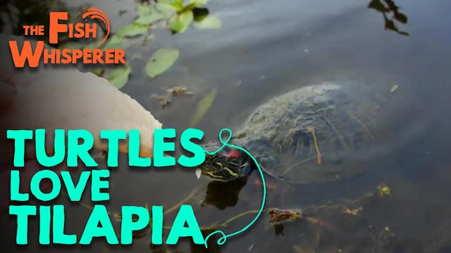 Turtles Love Tilapia!