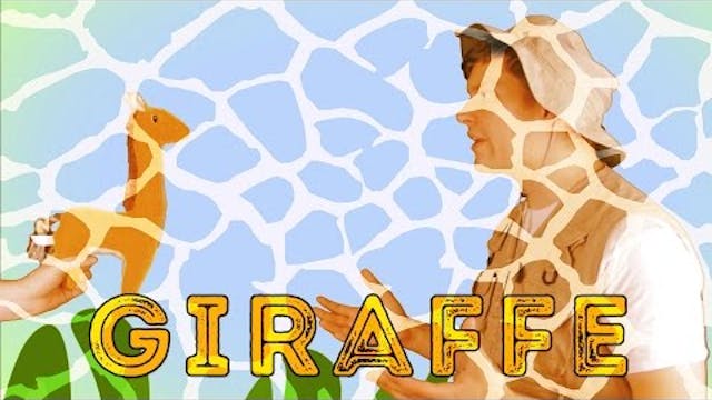 Giraffes - Animal Facts 