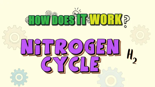How Does it Work? - Nitrogen Cycle