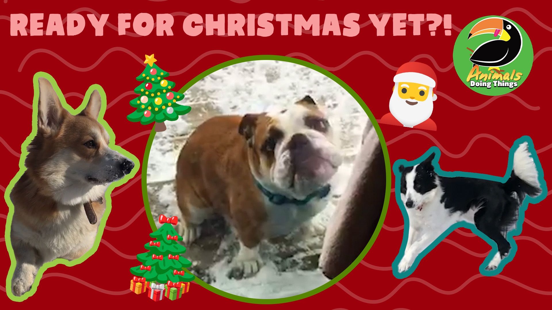 Animals Doing Things | Ready For Christmas Yet?