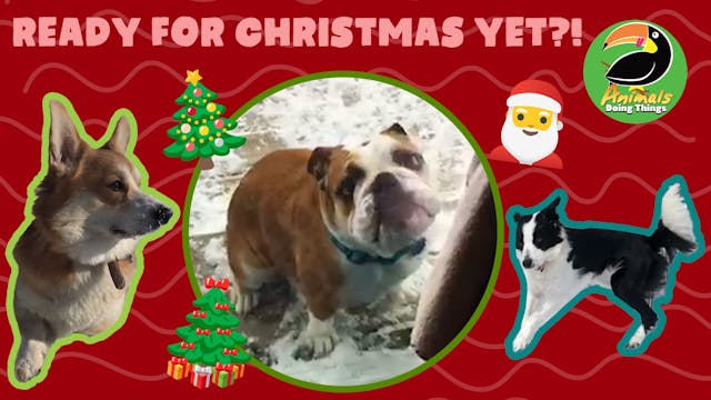 Animals Doing Things | Ready For Chri...