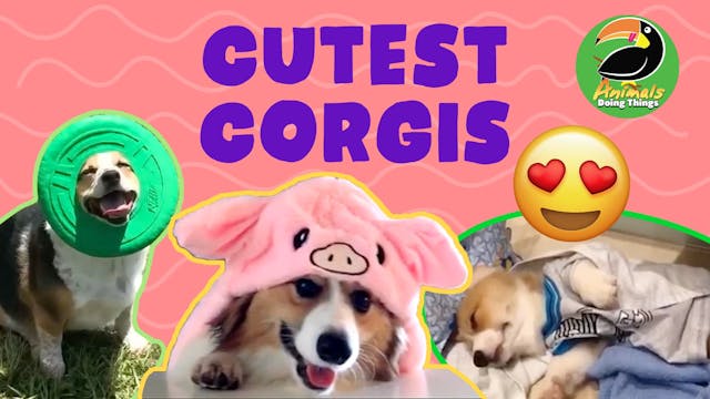 Animals Doing Things | Cutest Corgis