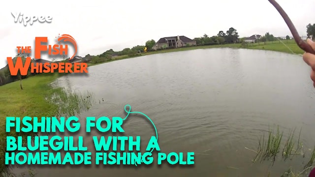 Fishing For Big Bluegill With a Homemade Fishing Pole