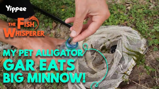 Pet Alligator Gar Eats Big Minnow!!