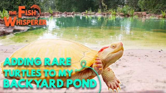 Adding Rare Turtle to the Backyard Pond!