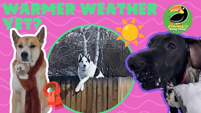 Animals Doing Things | Warmer weather yet?!