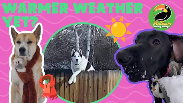 Animals Doing Things | Warmer weather...