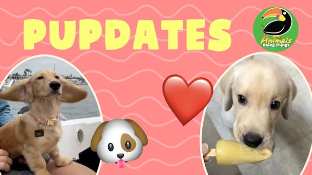 Animals Doing Things | Pupdates