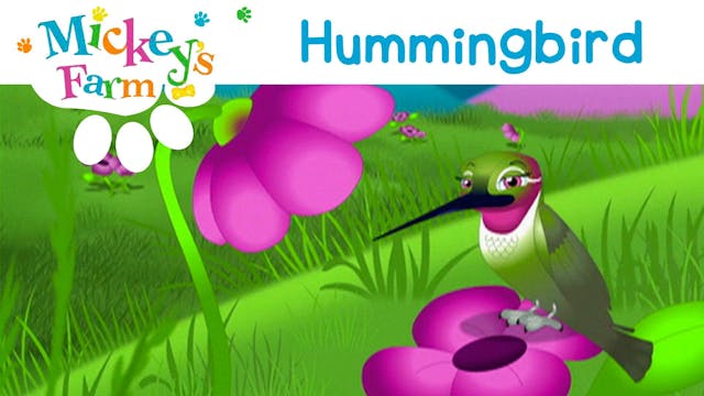 Hummingbird