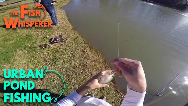 Urban Pond Fishing