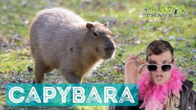 Capybara - Animal Facts 