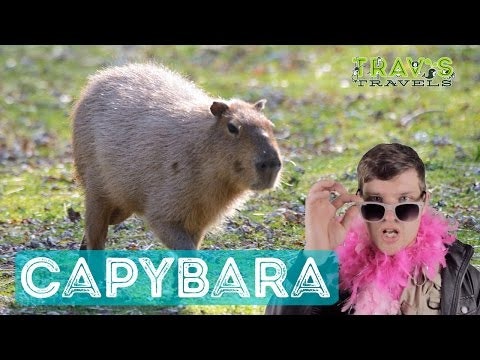 Capybara - Animal Facts 