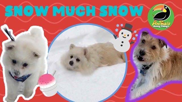 Animals Doing Things | SNOW MUCH SNOW