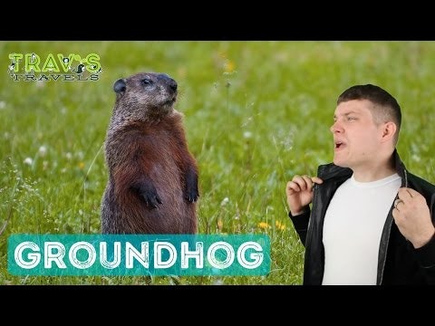 Groundhog - Animal Facts 
