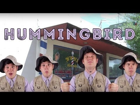Hummingbird - Animal Facts 