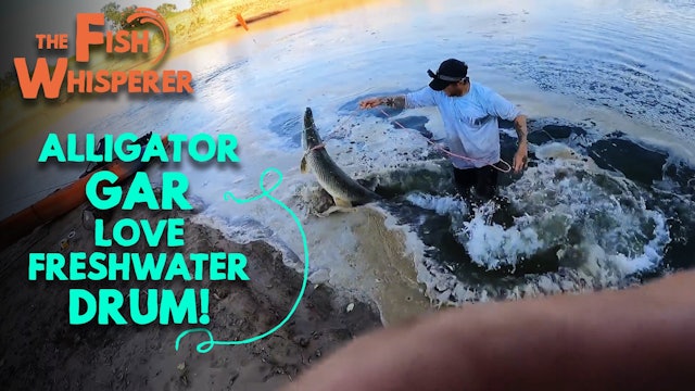 Alligator Gar Love Freshwater Drum!