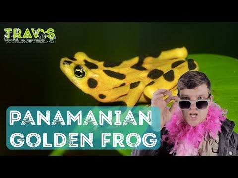 Panamanian Golden Frog - Animal Facts