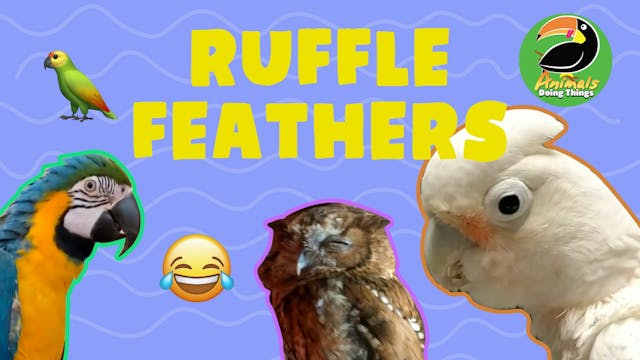 Animals Doing Things | Ruffle Feathers 