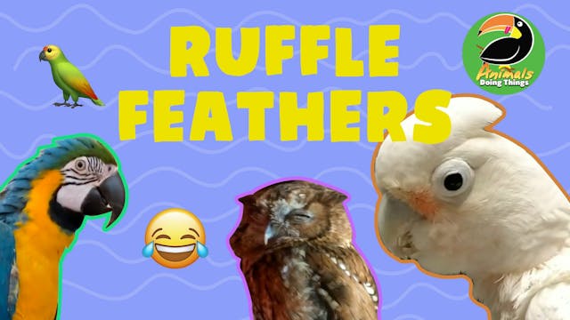 Animals Doing Things | Ruffle Feathers