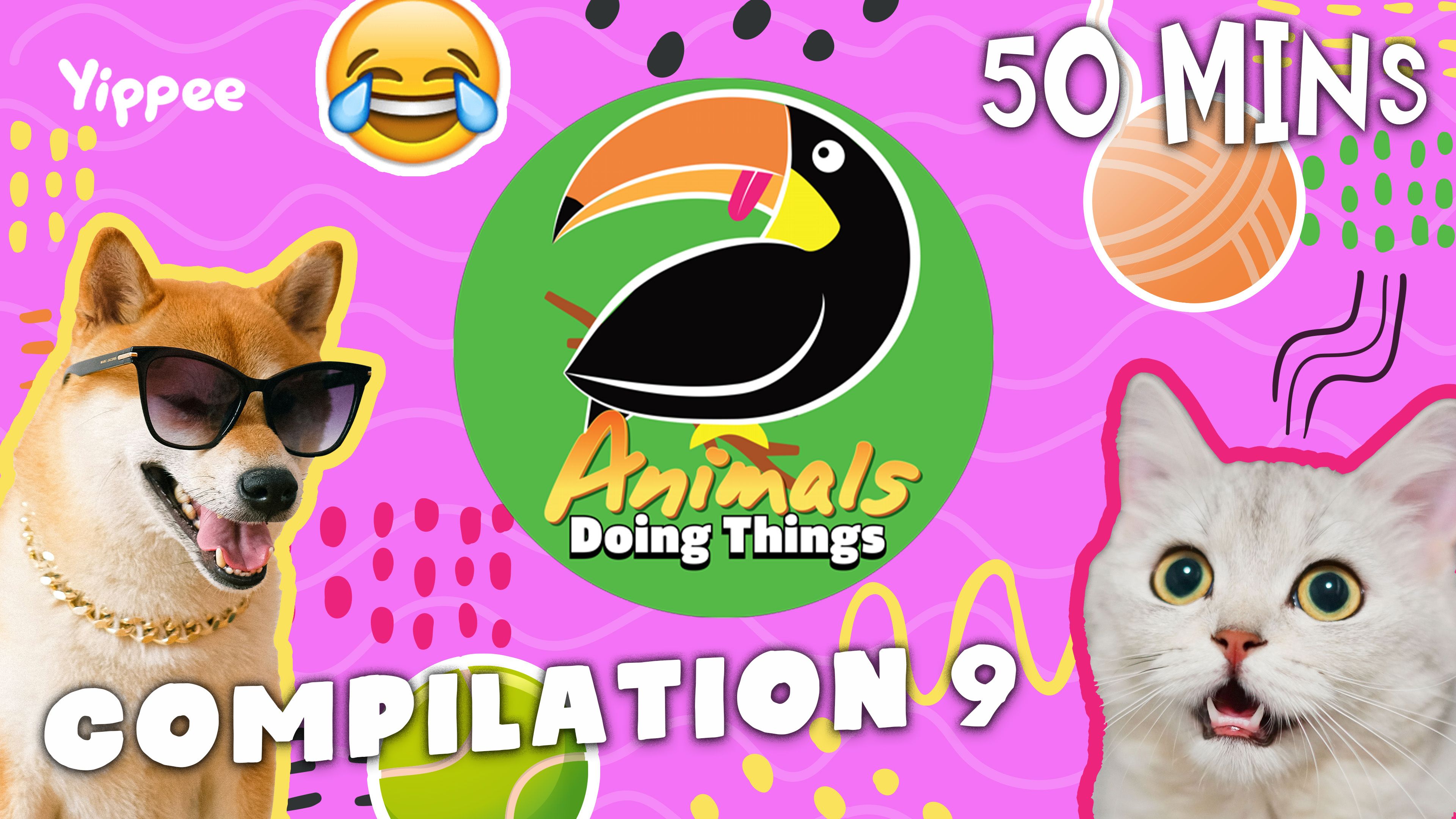 Animals Doing Things | Compilation 9