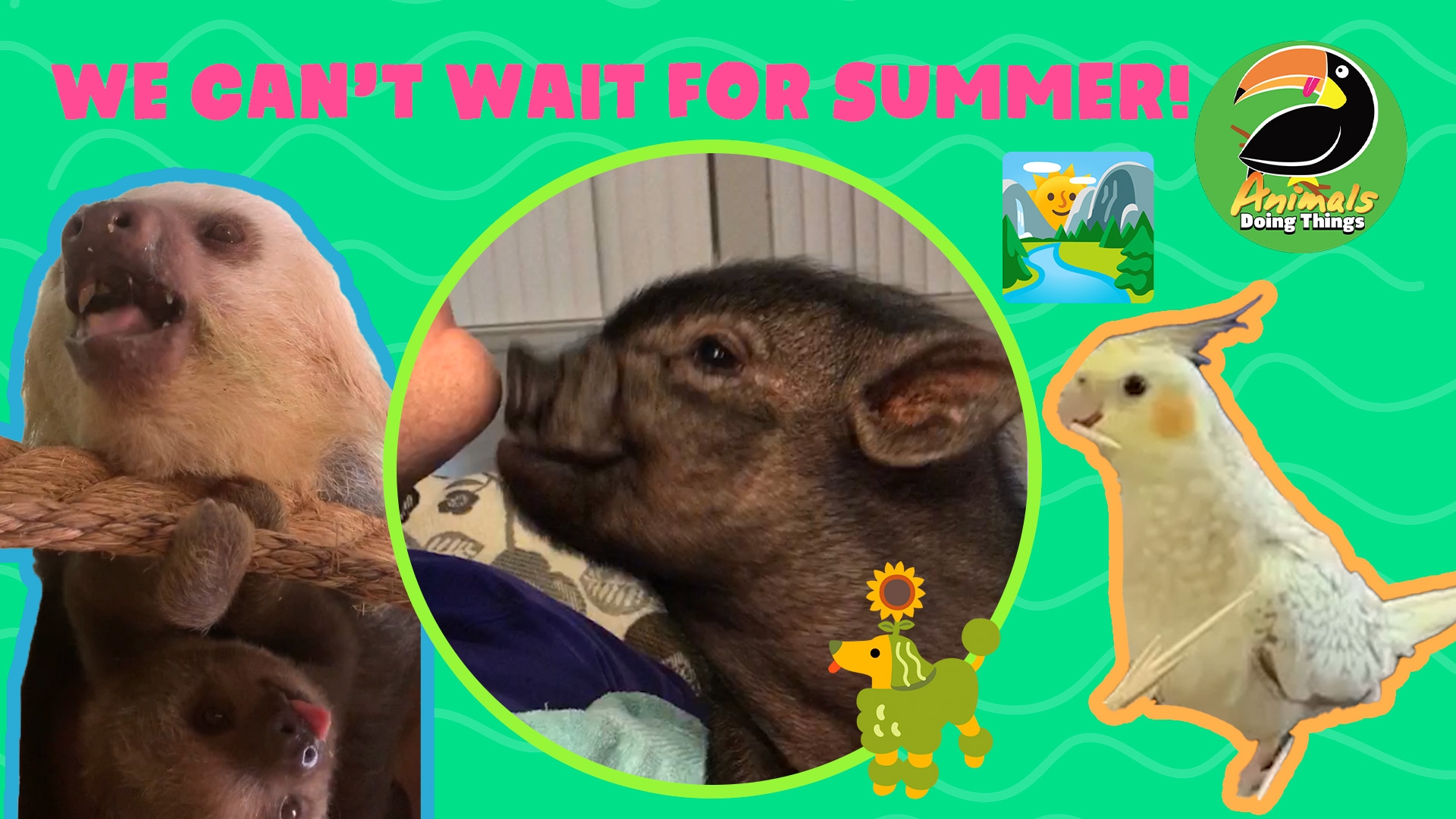 Animals Doing Things | We Can't Wait for Summer!