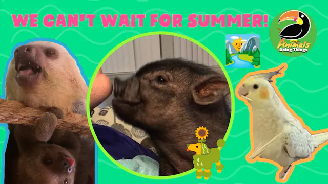Animals Doing Things | We Can't Wait ...