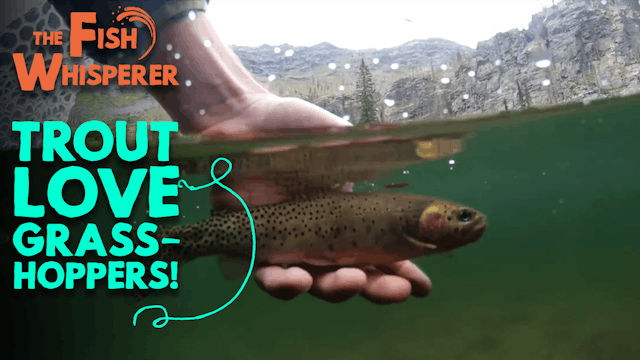 Trout Love Grasshoppers!
