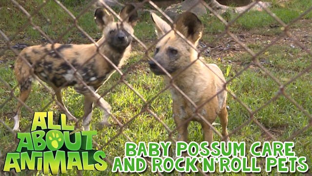 Baby Possum Care and Rock’n’roll Pets