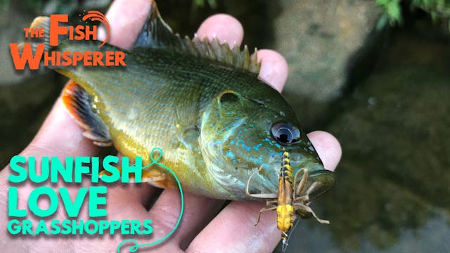 Sunfish Love Grasshoppers!