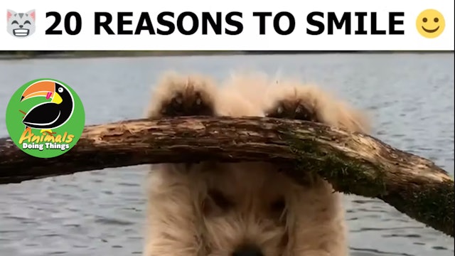 Animals Doings Things | 20 Reasons To Smile