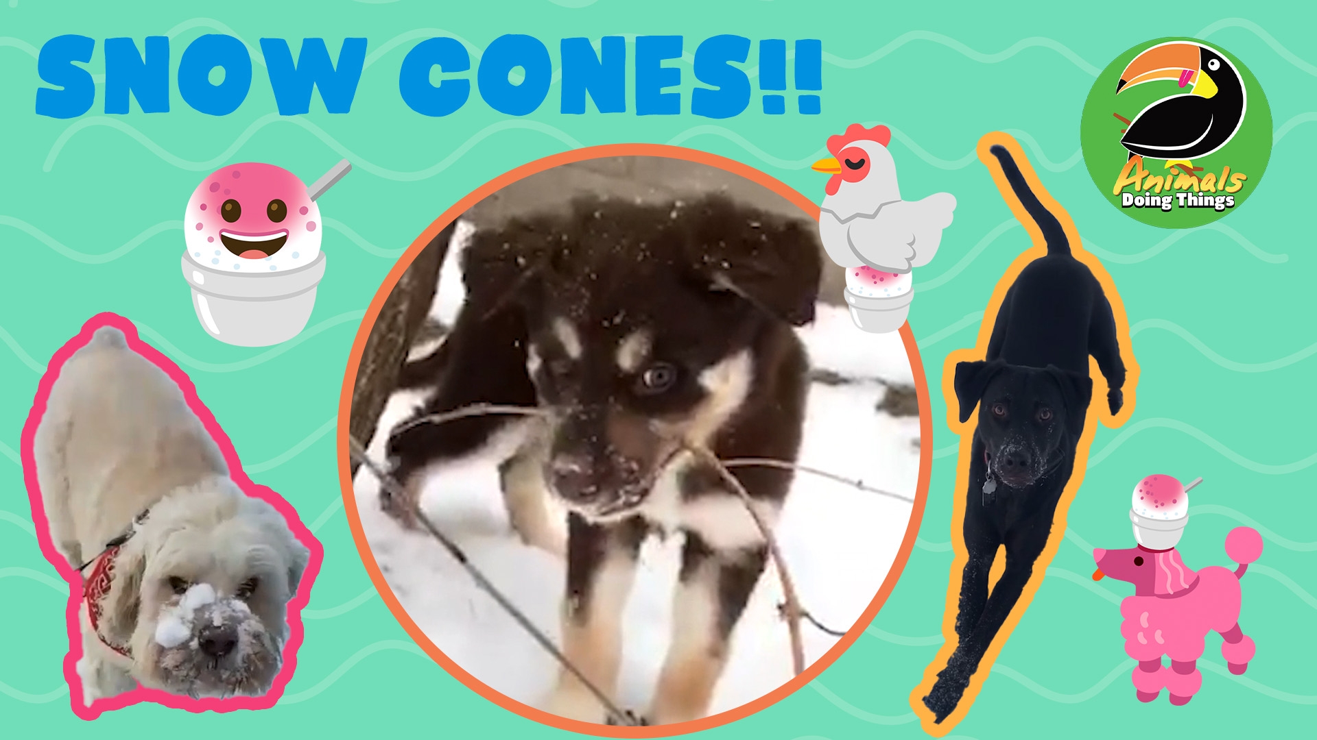 Animals Doing Things | Snow-Cones!!