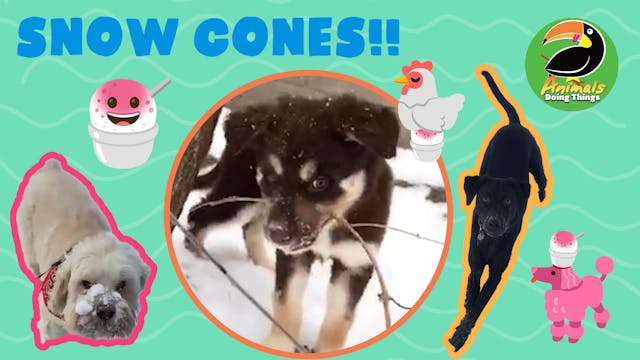Animals Doing Things | Snow-Cones!!