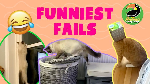 Animals Doing Things | Funniest Fails