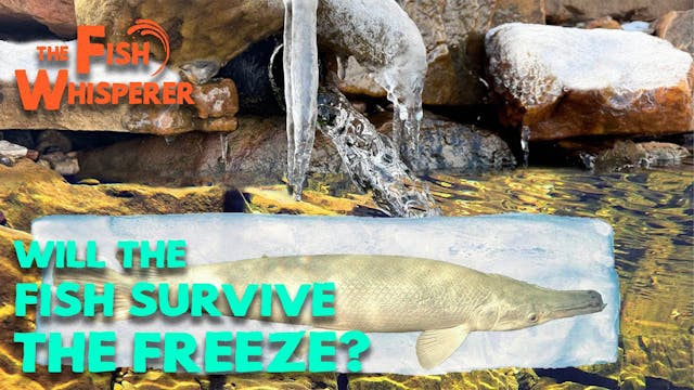 Will the Fish Survive the Freeze