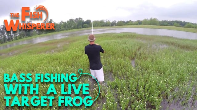 Bass Fishing with a Livetarget Frog