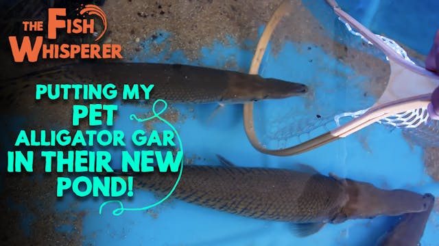 Putting My Pet Alligator Gar in Their...
