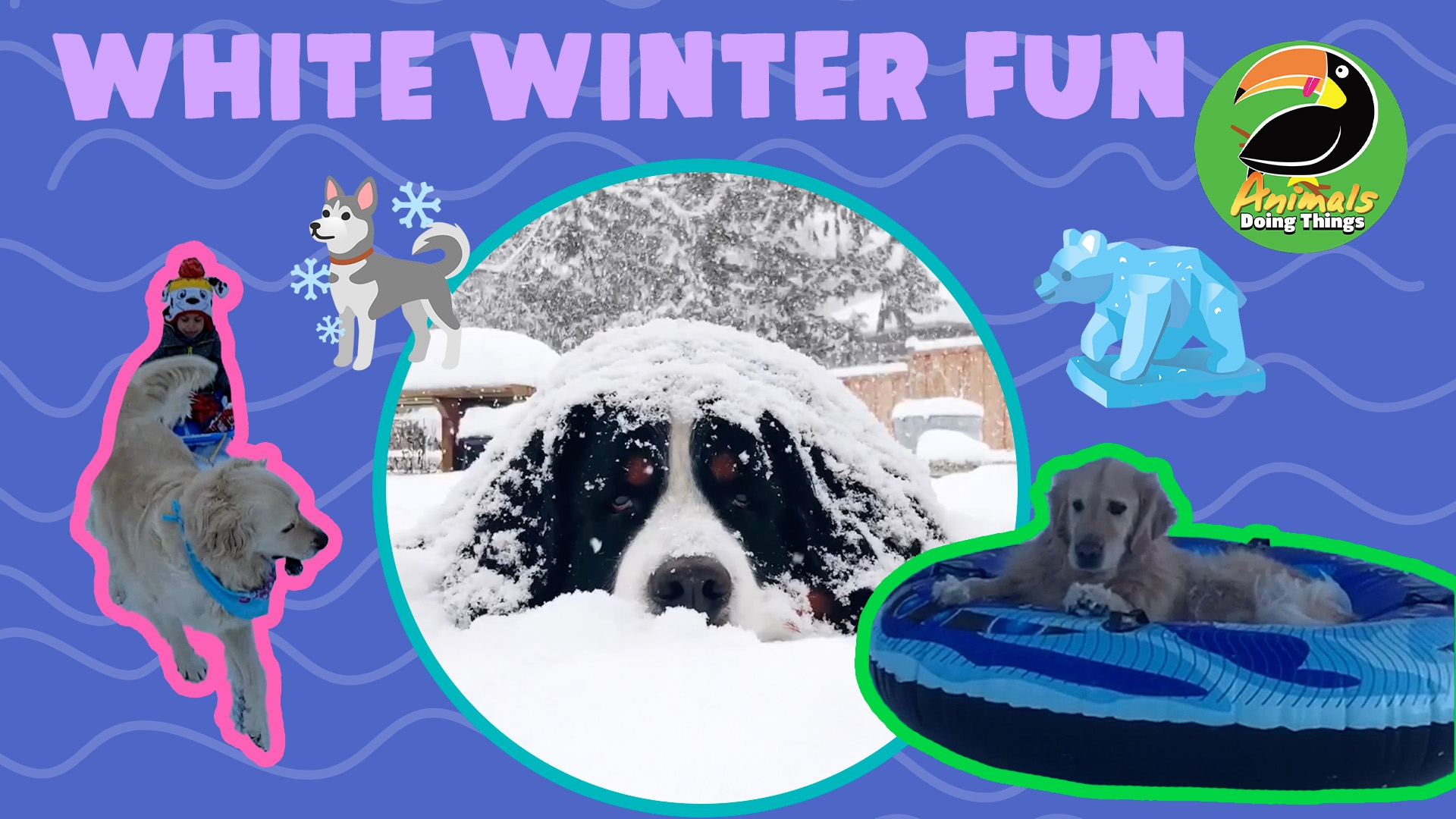 Animals Doing Things | Wintery White Fun!