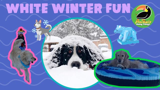 Animals Doing Things | Wintery White ...