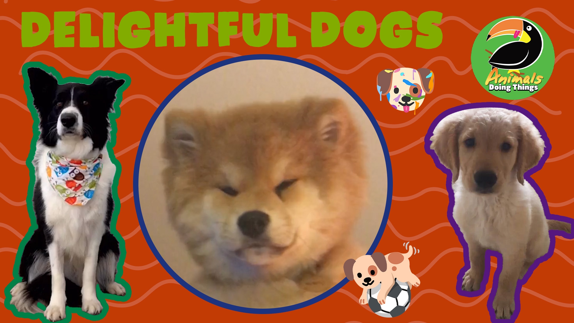 Animals Doing Things | Delightful Dogs