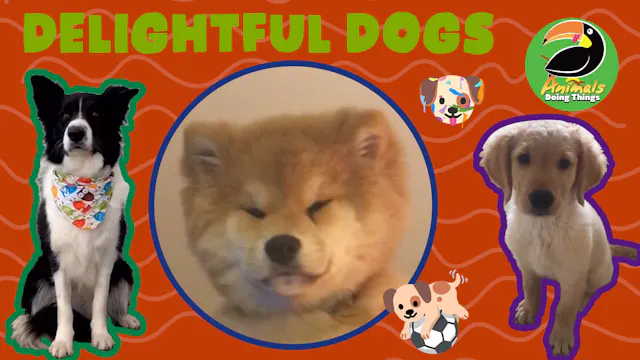 Animals Doing Things | Delightful Dogs