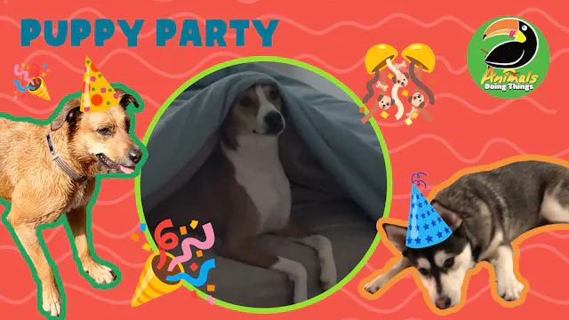 Animals Doing Things | Puppy Party