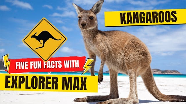 Explorer Max: 5 FUN FACTS about Kanga...